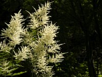 Aruncus dioicus 10, Saxifraga-Jan van der Straaten