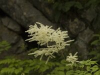 Aruncus dioicus 5, Saxifraga-Jan van der Straaten