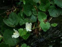 Asarina procumbens 2, Saxifraga-Dirk Hilbers