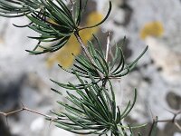 Asparagus aphyllus 2, Saxifraga-Rutger Barendse