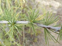 Asparagus pastorianus 2, Saxifraga-Rutger Barendse