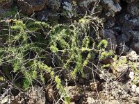 Asparagus pastorianus 4, Saxifraga-Hans Grotenhuis