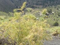 Asparagus plocamoides 4, Saxifraga-Rutger Barendse