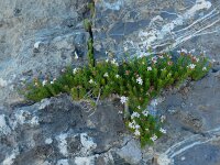 Asperula hirta 3, Saxifraga-Ed Stikvoort : Espinama - Fuente Dé - Regugio de Aliva s9900
