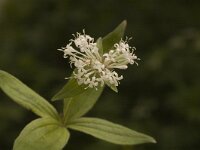 Asperula taurina 4, Saxifraga-Jan van der Straaten