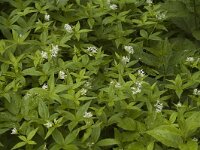Asperula taurina 5, Saxifraga-Jan van der Straaten