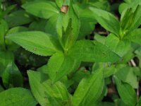 Asperula taurina 6, Saxifraga-Rutger Barendse