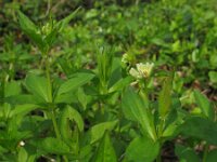 Asperula taurina 8, Saxifraga-Rutger Barendse