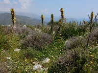 Asphodeline lutea 1, Saxifraga-Peter Meininger