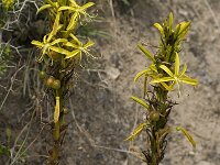 Asphodeline lutea 12, Saxifraga-Willem van Kruijsbergen