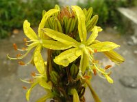 Asphodeline lutea 18, Saxifraga-Ed Stikvoort