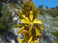 Asphodeline lutea 23, Saxifraga-Ed Stikvoort