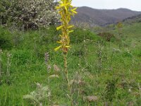 Asphodeline lutea 26, Saxifraga-Rutger Barendse