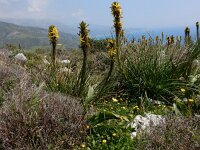 Asphodeline lutea 27, Saxifraga-Peter Meininger