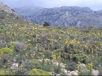 Asphodeline lutea 5, Saxifraga-Jan van der Straten