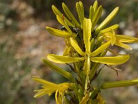 Asphodeline lutea 7, Saxifraga-Jan van der Straaten