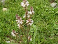 Asphodelus aestivus 10, Saxifraga-Harry Jans