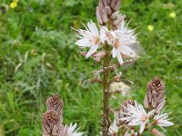 Asphodelus aestivus 11, Saxifraga-Harry Jans