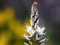 Asphodelus aestivus 14, Saxifraga-Bart Vastenhouw