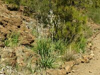 Asphodelus aestivus 17, Saxifraga-Hans Grotenhuis