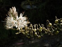 Asphodelus aestivus 4, Saxifraga-Jan van der Straaten
