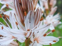 Asphodelus aestivus 7, Saxifraga-Harry Jans