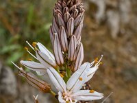 Asphodelus aestivus 8, Saxifraga-Harry Jans