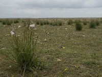 Asphodelus ayardii 2, Saxifraga-Willem van Kruijsbergen