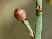 Asphodelus ayardii 7, Saxifraga-Sonja Bouwman  Asphodelus ayardii - Asphodelaceae familie