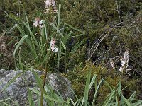 Asphodelus morisianus 2, Saxifraga-Willem van Kruijsbergen