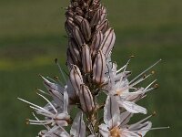 Asphodelus ramosus 15, Saxifraga-Willem van Kruijsbergen