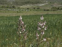 Asphodelus ramosus 18, Saxifraga-Willem van Kruijsbergen