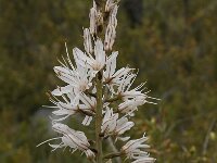 Asphodelus ramosus 2, Saxifraga-Willem van Kruijsbergen