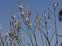 Asphodelus ramosus 22, Saxifraga-Willem van Kruijsbergen