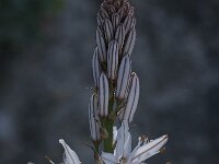 Asphodelus ramosus 24, Saxifraga-Willem van Kruijsbergen