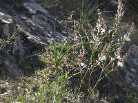 Asphodelus ramosus 25, Saxifraga-Willem van Kruijsbergen