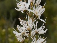 Asphodelus ramosus 3, Saxifraga-Willem van Kruijsbergen