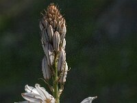 Asphodelus ramosus 32, Saxifraga-Jan van der Straaten