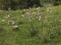 Asphodelus ramosus 33, Saxifraga-Willem van Kruijsbergen