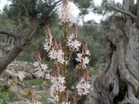 Asphodelus ramosus 41, Saxifraga-Ed Stikvoort