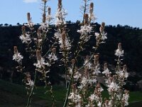 Asphodelus ramosus 42, Saxifraga-Ed Stikvoort