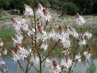 Asphodelus ramosus 47, Saxifraga-Ed Stikvoort