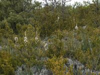 Asphodelus ramosus 7, habitat, Saxifraga-Willem van Kruijsbergen