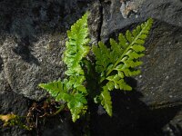 Asplenium adiantum-nigrum 22, Zwartsteel, Saxifraga-Ed Stikvoort