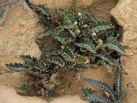 Asplenium ceterach 11, Schubvaren, Saxifraga-Willem van Kruijsbergen