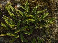 Asplenium ceterach 16, Schubvaren, Saxifraga-Jan van der Straaten