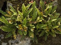 Asplenium ceterach 17, Schubvaren, Saxifraga-Jan van der Straaten