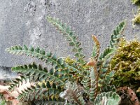 Asplenium ceterach 22, Schubvaren, Saxifraga-Rutger Barendse