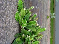 Asplenium ceterach 23, Schubvaren, Saxifraga-Ed Stikvoort