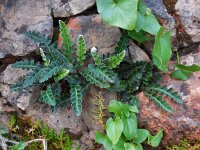 Asplenium ceterach 24, Schubvaren, Saxifraga-Ed Stikvoort